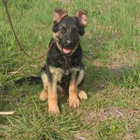Disponibile cucciolo di pastore tedesco