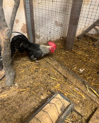 Galline