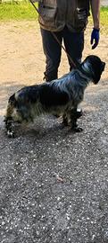 Setter inglese maschio pronta caccia