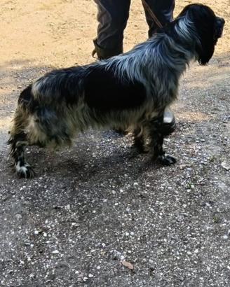 Setter inglese maschio pronta caccia