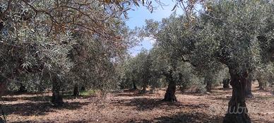 Uliveto - agrumeto - coltivazione biologica