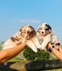 Australian shepherd cuccioli