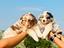Immagine 1