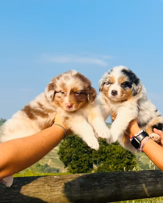 Australian shepherd cuccioli