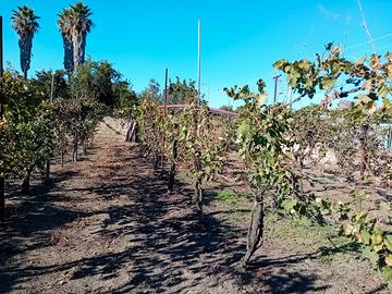 Calvizzano terreno 700mq zona b1