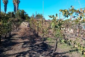 Calvizzano terreno 700mq zona b1