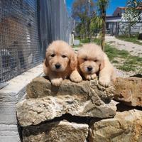 Golden 100x100 AMERICANO