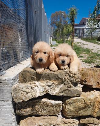 Golden 100x100 AMERICANO