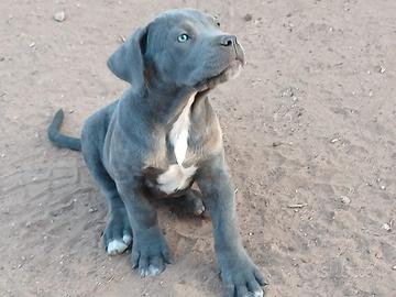 Cuccioli di cane corso nati il 20/05/26