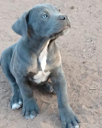 Cuccioli di cane corso nati il 20/05/26