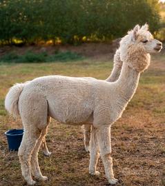 Alpaca giovani