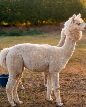 Alpaca giovani