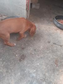 Cuccioli nati il 14 maggio segugio maremmano