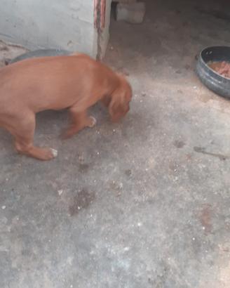 Cuccioli nati il 14 maggio segugio maremmano