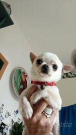 Cucciolone chihuahua