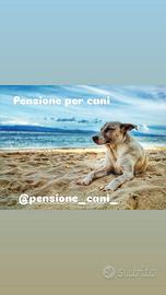 Pensione per cani