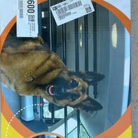 Barriera per cani da auto