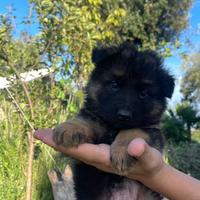 Cuccioli pastore tedesco pelo lungo