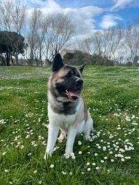 Akita americano per monta