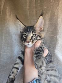 Tigrotto Maine Coon
