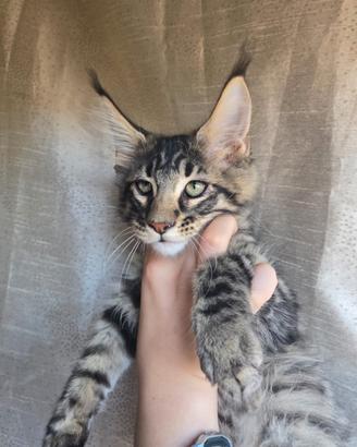 Tigrotto Maine Coon