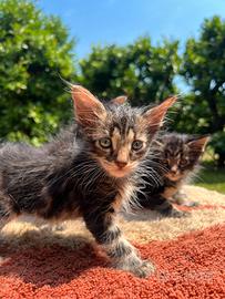 Simil Maine coon cuccioli gatto