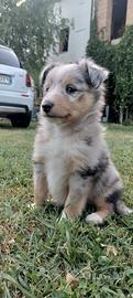 Cuccioli di Pastore Shetland
