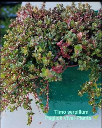Timo serpillum 