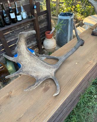 Palco di daino decorazione rustica