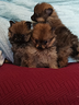 spitz-pomerania