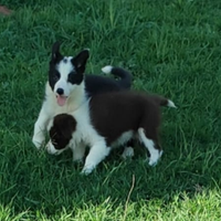 Cuccioli di Border Collie