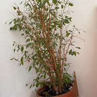 Ficus Benjamin