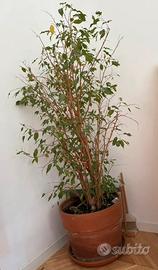Ficus Benjamin