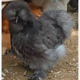 galline