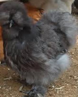 galline