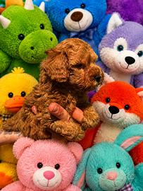 Barboncino Toy