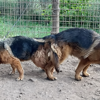 Cuccioli pastore Tedesco