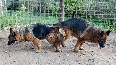 Cuccioli pastore Tedesco