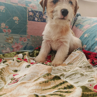 Jack Russell maschi pronti