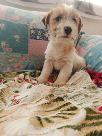 Jack Russell maschi pronti