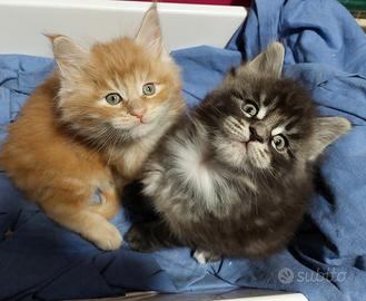 Cuccioli Maine Coon Red e Silver Tabby dolcissimi