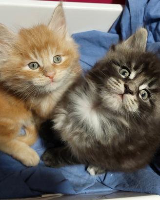 Cuccioli Maine Coon Red e Silver Tabby dolcissimi