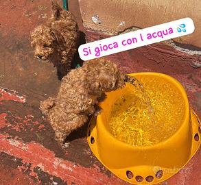 Barboncino Toy