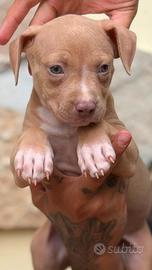 Cuccioli di Pitbull red nose occhi ghiaccio