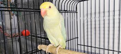 Giovane Parrocchetto Dal Collare