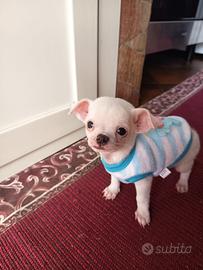 Chihuahua puri