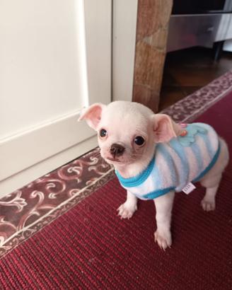 Chihuahua puri