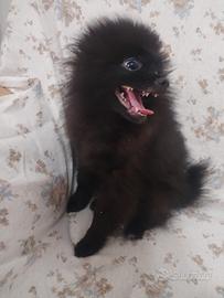 Spitz pomerania