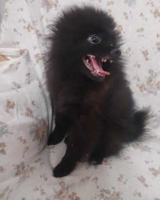 Spitz pomerania
