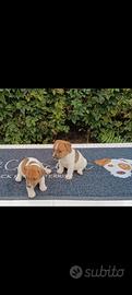 Cuccioli di jack Russell pedigree ENCI